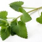 Ambrosial Catnip Essential Oil 100% Pure Organic Natural Uncut 10ml to 1000ml