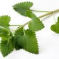Ambrosial Catnip Essential Oil 100% Pure Organic Natural Uncut 10ml to 1000ml