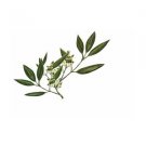 Ambrosial May Chang (Litsea cubeba) Essential Oil 100% Pure  Natural