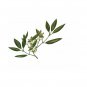 Ambrosial May Chang (Litsea cubeba) Essential Oil 100% Pure Natural