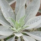 White Sage Oil 100% Natural by Ambrosial 10 ml to 1000ml (Salvia Apiana)