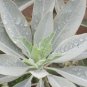 White Sage Oil 100% Natural by Ambrosial 10 ml to 1000ml (Salvia Apiana)