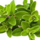 Ambrosial Marjoram Essential Oil (Origanum Marjorana) 100% Pure Natural