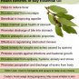 Ambrosial Bay Leaf Essential Oil Pure Natural Organic  10ml to 1000ml