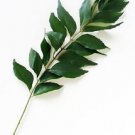Ambrosial Curry leaves Essential Oil (Murraya Koenig) 100% Pure Natural