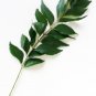 Ambrosial Curry leaves Essential Oil (Murraya Koenig) 100% Pure Natural