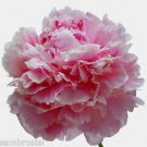 Ambrosial Carnation Essential Oil 100% Pure Organic Natural Uncut 10ml to 1000ml
