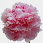 Ambrosial Carnation Essential Oil 100% Pure Organic Natural Uncut 10ml to 1000ml