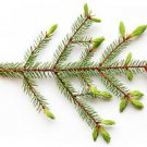 Ambrosial Spruce Essential Oil (Tsuga Canadensis) 100% Natural 10ml to 1000ml