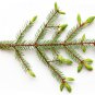 Ambrosial Spruce Essential Oil (Tsuga Canadensis) 100% Natural 10ml to 1000ml