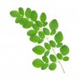 Ambrosial Moringa Oil (Moringa oleifera) 100% Natural Organic 10ml to 1000ml