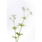Ambrosial Valerian Essential Oil (Valeriana officialis) 100% Natural 10ml-1000ml