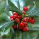 Ambrosial 2 FL oz 60ml Wintergreen Essential Oil 100% Pure Natural Buy 1 Get 1