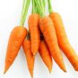 Ambrosial Carrot Seed Essential Oil 100% Pure Organic Natural 10ml to 1000ml