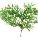 Ambrosial Thuja Wood Oil (Thuja Occidentalis) 100% Natural 10ml to 1000ml
