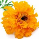 Ambrosial Tagetes Essential Oil (Tagetes Minuta) 100% Natural 10 ml to 1000ml