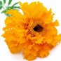Ambrosial Tagetes Essential Oil (Tagetes Minuta) 100% Natural 10 ml to 1000ml