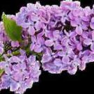 Ambrosial Lilac Fragrance Oil for Bath Oil, Salt, Burner, Potpourri, Candles