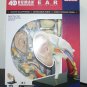 Famemaster 4D-Vision Human Ear Anatomy Model