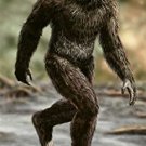 Sasquatch Field Guide (Folding Pocket Guide)