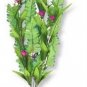 Flowering Sword Leaf Clusters Large