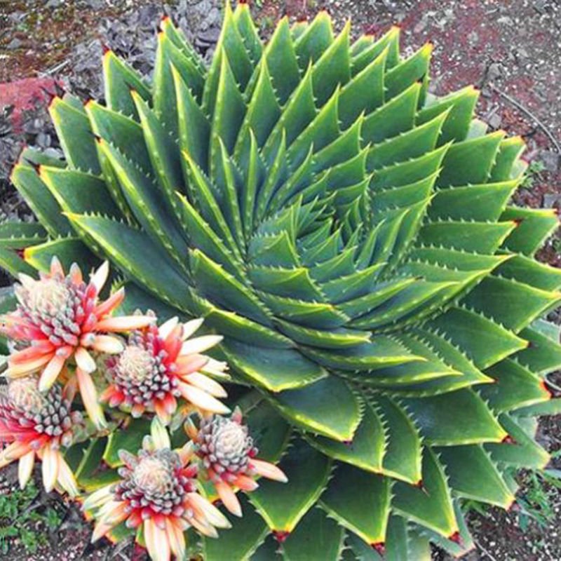 Super 100 Seeds Aloe Polyphylla Rotation Aloe Vera Kroonaalwyn Queen Plant