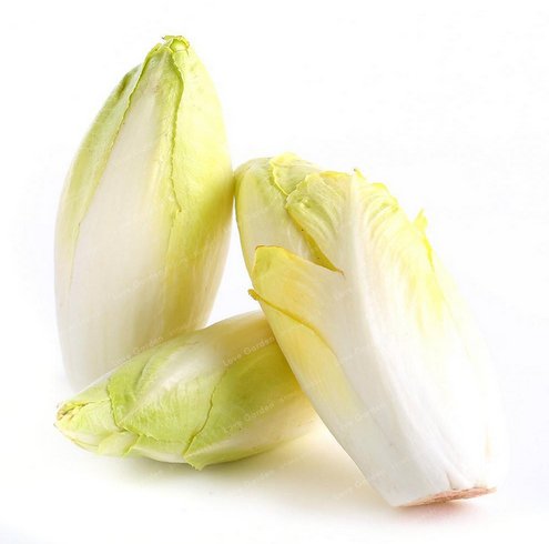 Super 20 Seeds Chicory Belgian Endive Organic Italian Yellow Vegetable Farm Crops