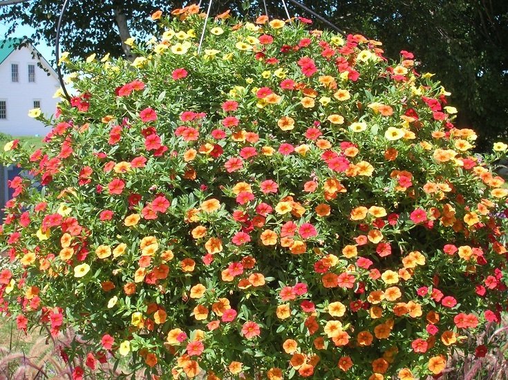 Super 100 Seeds Mini Calibrachoa Petunia Mix Flower Autumn Seasons