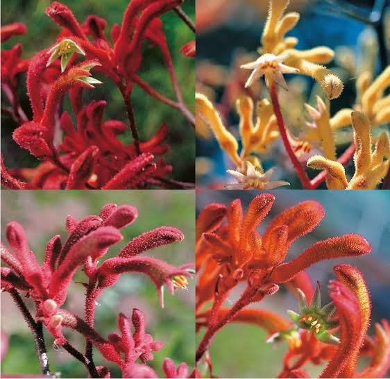 Super 20 Seeds Kangaroo Paw Mix Flower Western Australia Garden Plant