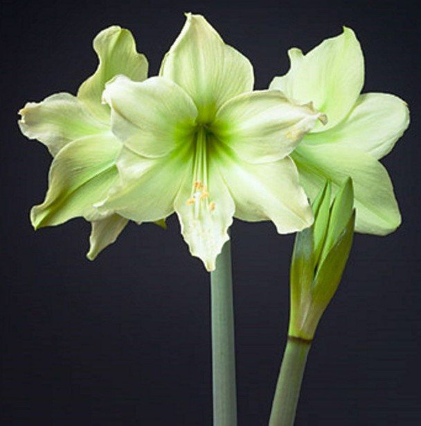 Premium 2 Bulbs Rare Amaryllis Barbados Lily Hippeastrum Plant Fast Shipping