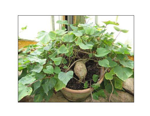 Super 80 Seeds Kudzu Indian Pueraria Tuberosa Crawling Garden Plants