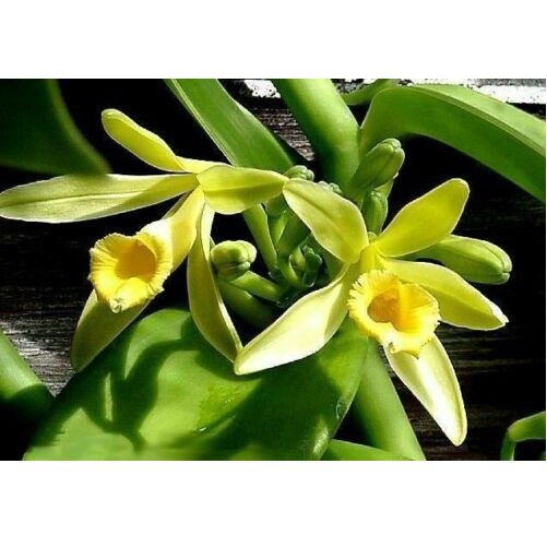 Rare Vanilla Planifolia Vanilla Orchid Live Vanilla Bean Vine Herb Plant