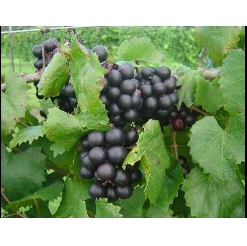 Vitis Delicious Muscadine Grape Garden Live Plant Healthy Fruit