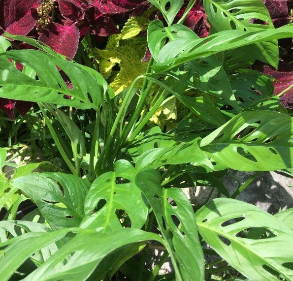 Swiss Cheese Philodendron Giant Monstera Houseplants Pot Garden Plant