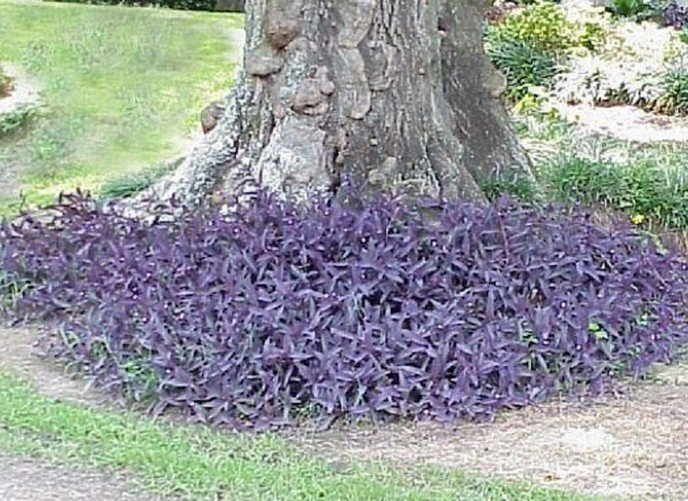 hanging purple heart plant