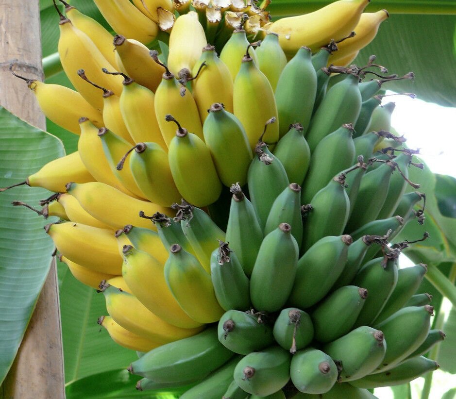 Ice Cream Hardy Banana Plant Tasty Fruit Tree Blue Java Tropical Garden