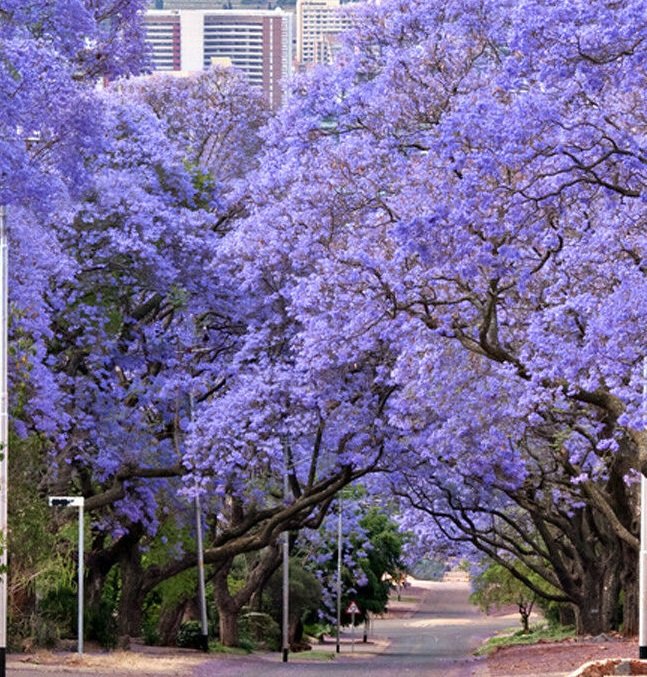 Purple Flowering Brazilian Rose Wood Jacaranda Mimosifolia Tree Live Plant