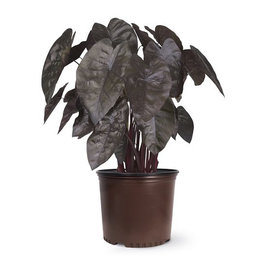 Colocasia Black Ripple Elephant Ear Live Plant Purple Puckered Up Fast Growing