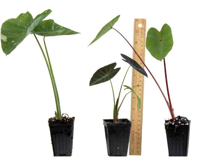 Colocasia Black Ripple Elephant Ear Live Plant Purple Puckered Up Fast Growing