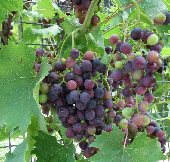 Premium 20 Seeds Wine Grape Plant Vitis Vinifera Edible Fruit Delicious