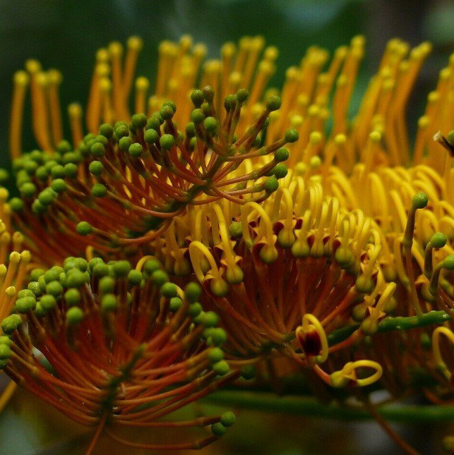 Premium 20 Seeds Silky Oak Tree Grevillea Robusta Garden Plant