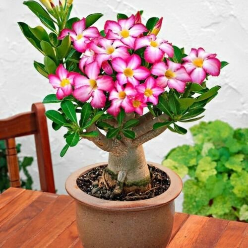 Adenium Obesum Bonsai Pink Desert Rose Exotic Tropical Plant Garden Decor