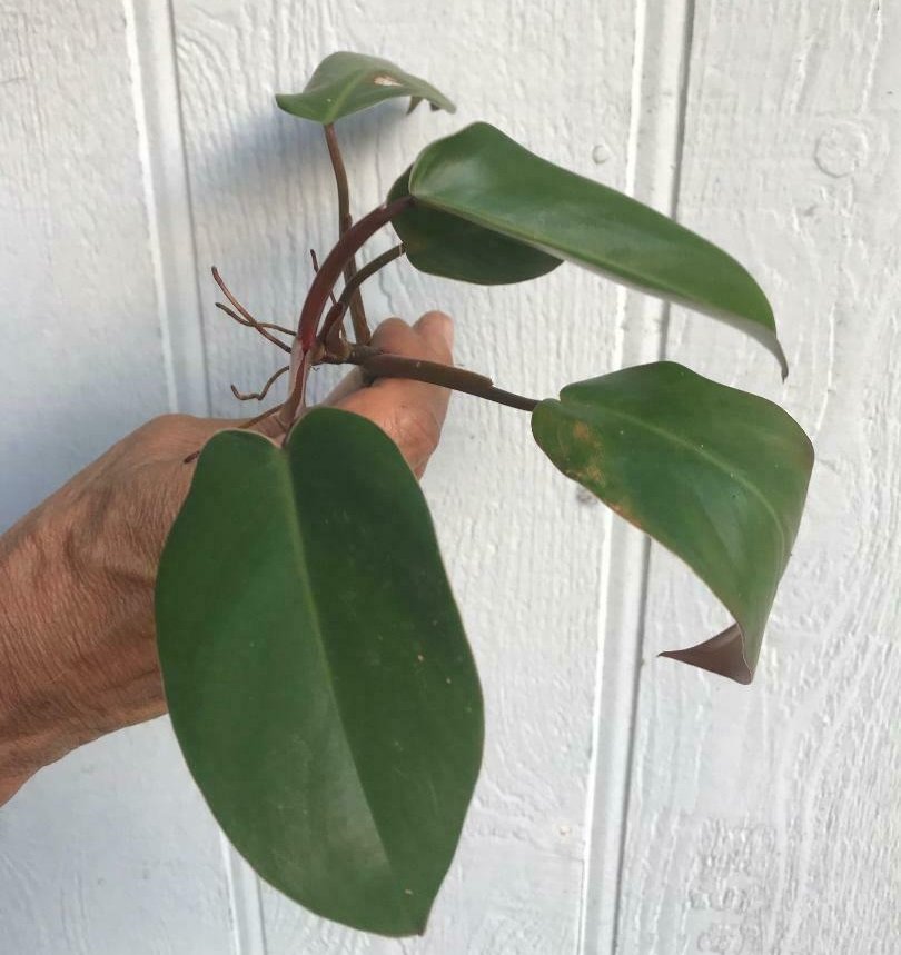 Philodendron Erubescens Ornamental Live Plant Great Indoors Easy Growing