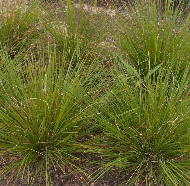 Super 40 Seeds Matt Rush Ground Bush Lomandra Longifolia AU Plant