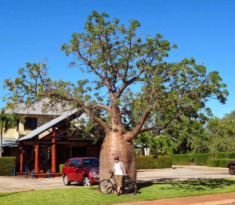Super 5 Seeds Australian Bottle Baobab Tree Adansonia Gregorii AU Plant