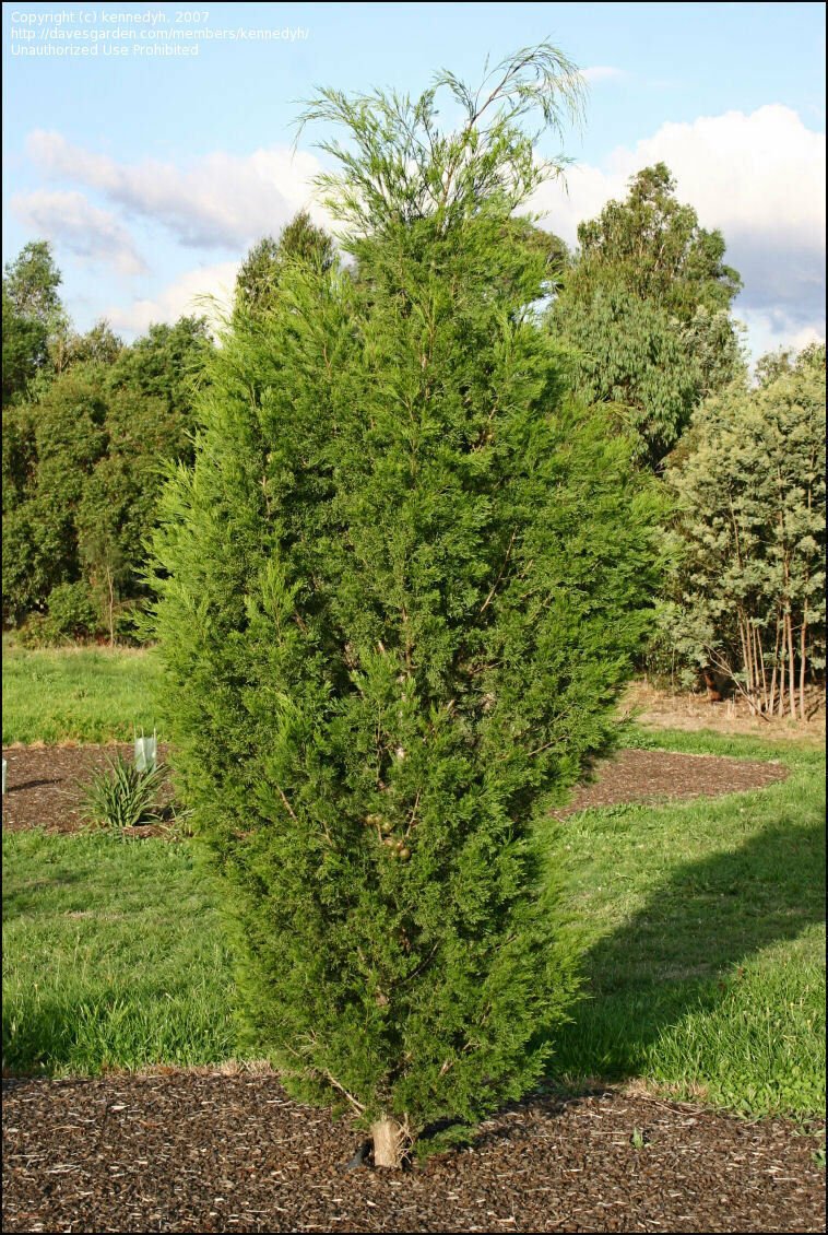 Super 30 Seeds Slender Cypress Pine Tree Callitris Preissii AU Plant