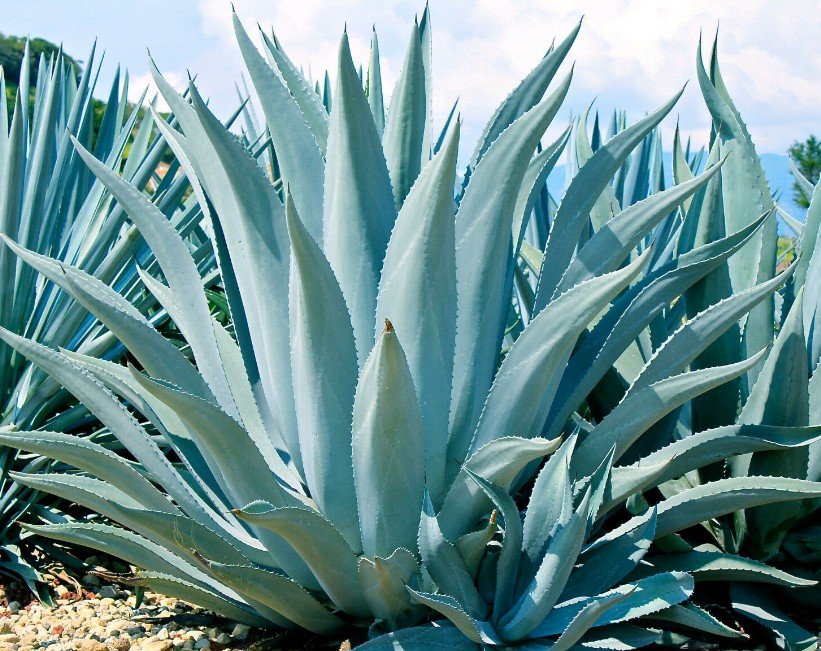 Super 20 Seeds Agave Ornamental Succulent Agave Attenuata AU Plant