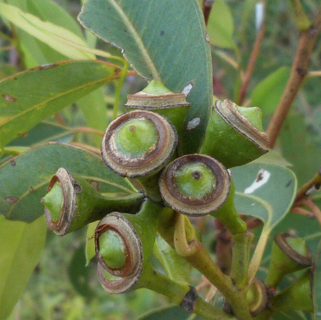 Super 50 Seeds Grey Gum Large Fruited Tree Eucalyptus Canaliculata AU Plant