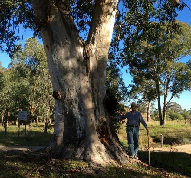 Super 50 Seeds Grey Gum Large Fruited Tree Eucalyptus Canaliculata AU Plant