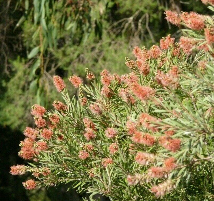 Super 200 Seeds River Bottlebrush Pink Callistemon Sieberi AU Plant